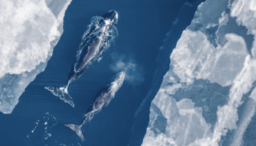 Two bowhead whales travel through an Arctic ice channel. (Photo credit: Amelia Brower/NOAA Fisheries/AFSC/MML &amp; North Slope Borough. NMFS Permit No. 14245AFSC)